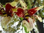 Orchidaceae - vstavačovité